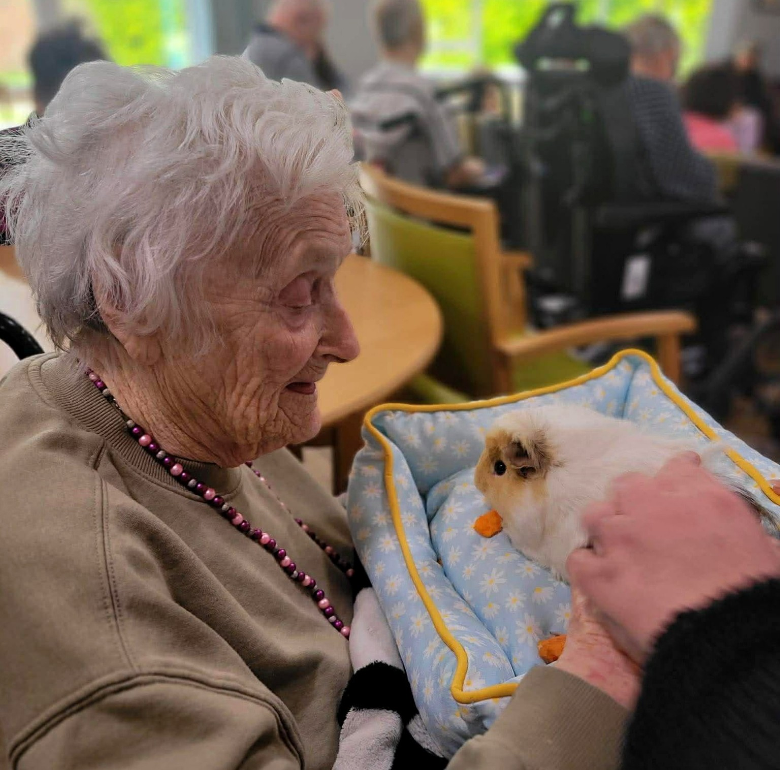 Resident enjoying gentle guinea pig cuddles
